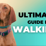 Ultimate Guide Dog Walking