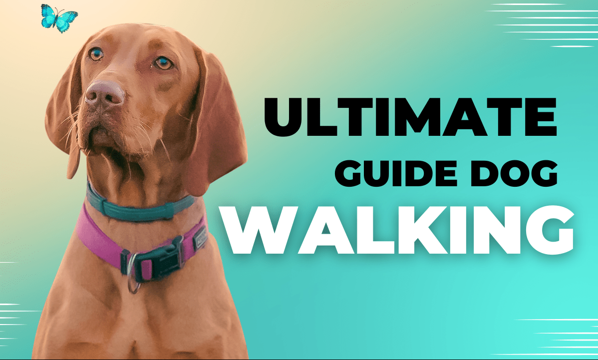 The Ultimate Guide Dog Walking: Tips and Tricks for a Pawsome Experience 2024