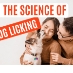 Reasons why dogs licking