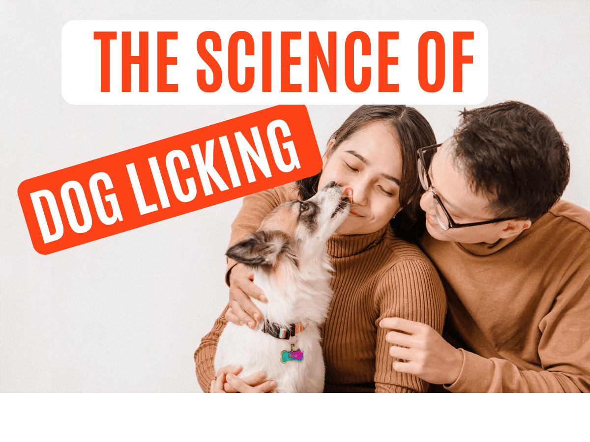 Reasons why dogs licking