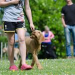Why Dog Training Matters