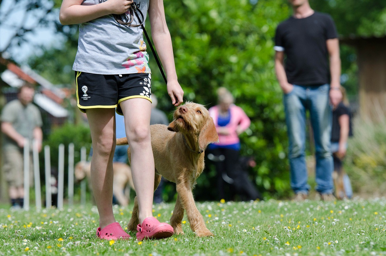 Why Dog Training Matters 2024