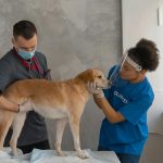 Dog Health Issues