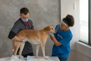 How to Maintain Dog Health