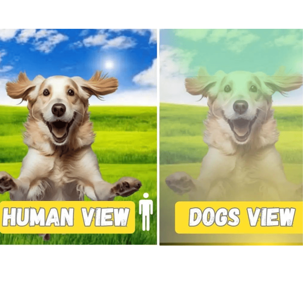 How Dogs See the World – Can Dogs See Bluey?