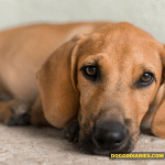 Signs Your Dog Is Extremely Crying for Help