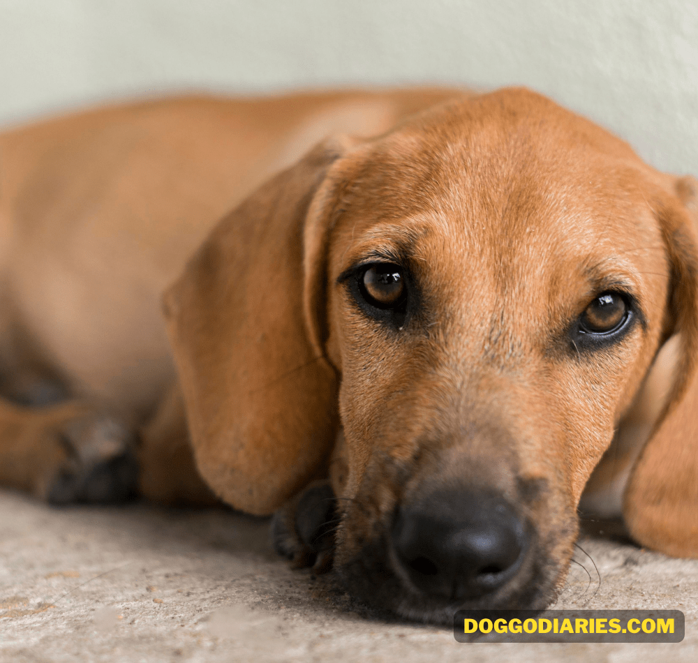 Signs Your Dog Is Extremely Crying for Help