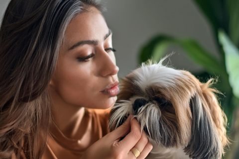 Why Your Shih Tzu Smells So Bad Shih Tzu Smell problems