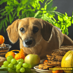 Dangerous Foods for Dogs