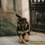 How Long Do German Shepherds Live