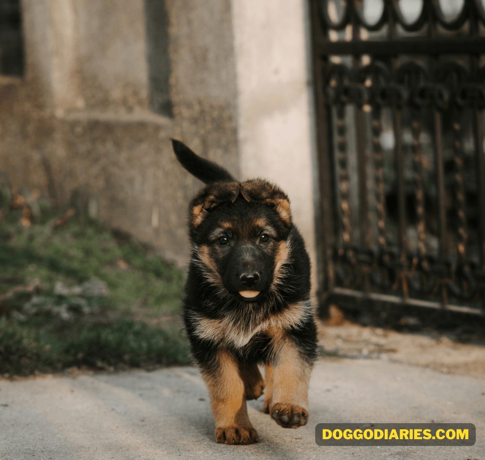 How Long Do German Shepherds Live