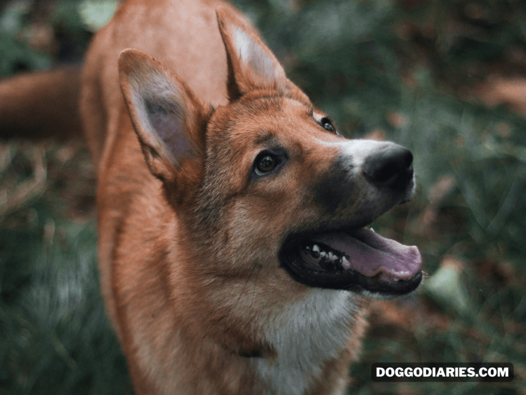 Characteristics of the Isabella German Shepherd