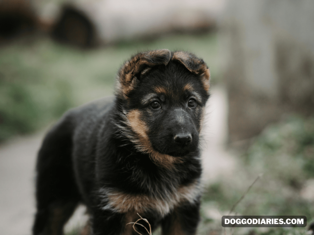 German Shepherd Growth and Weight Chart