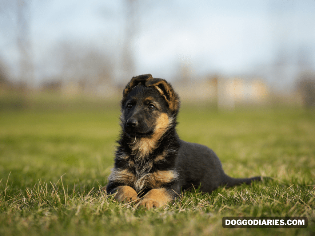 How Long Do German Shepherds Live