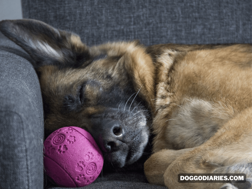 Common Health Issues of German Shepherds