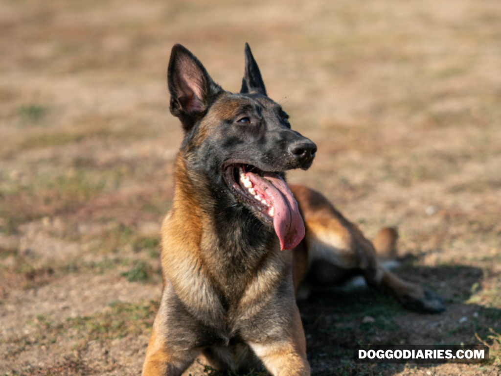 What does aggression mean in dogs? Do German Shepherds bite