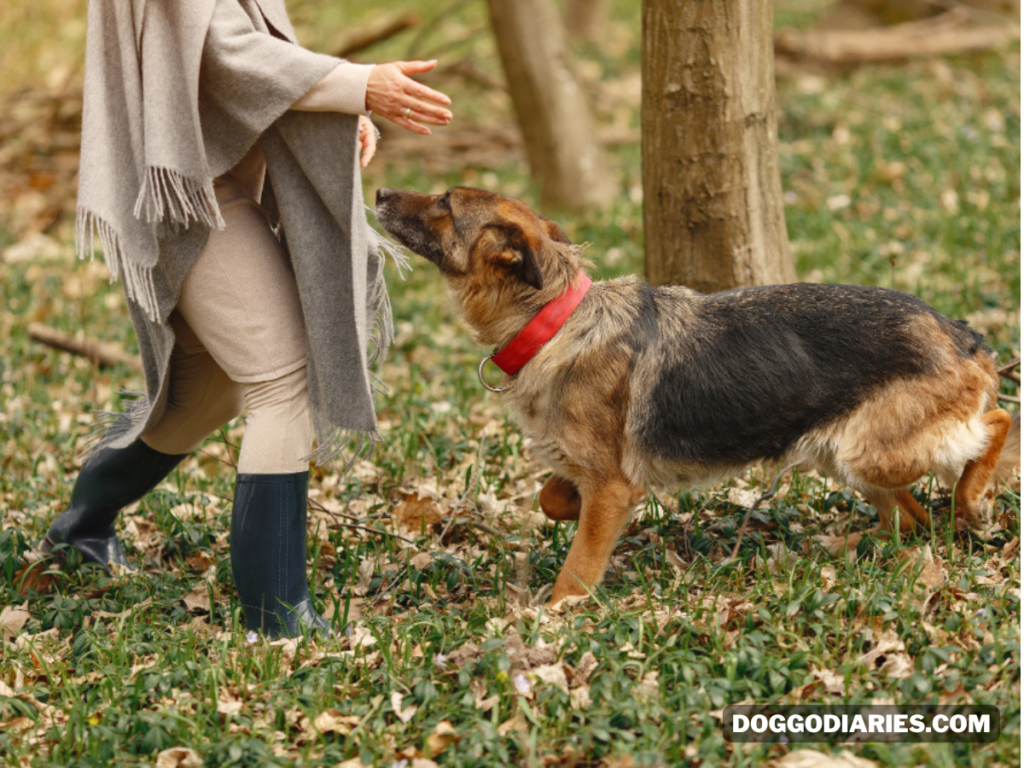 German shepherd Training